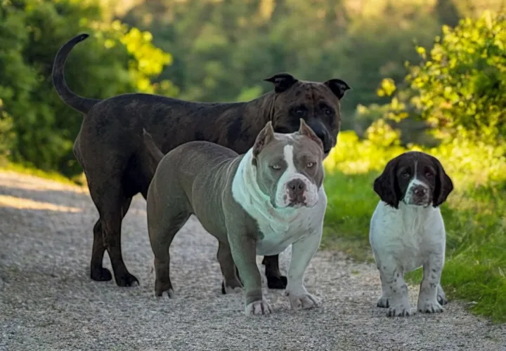 Chiens de l'élevage