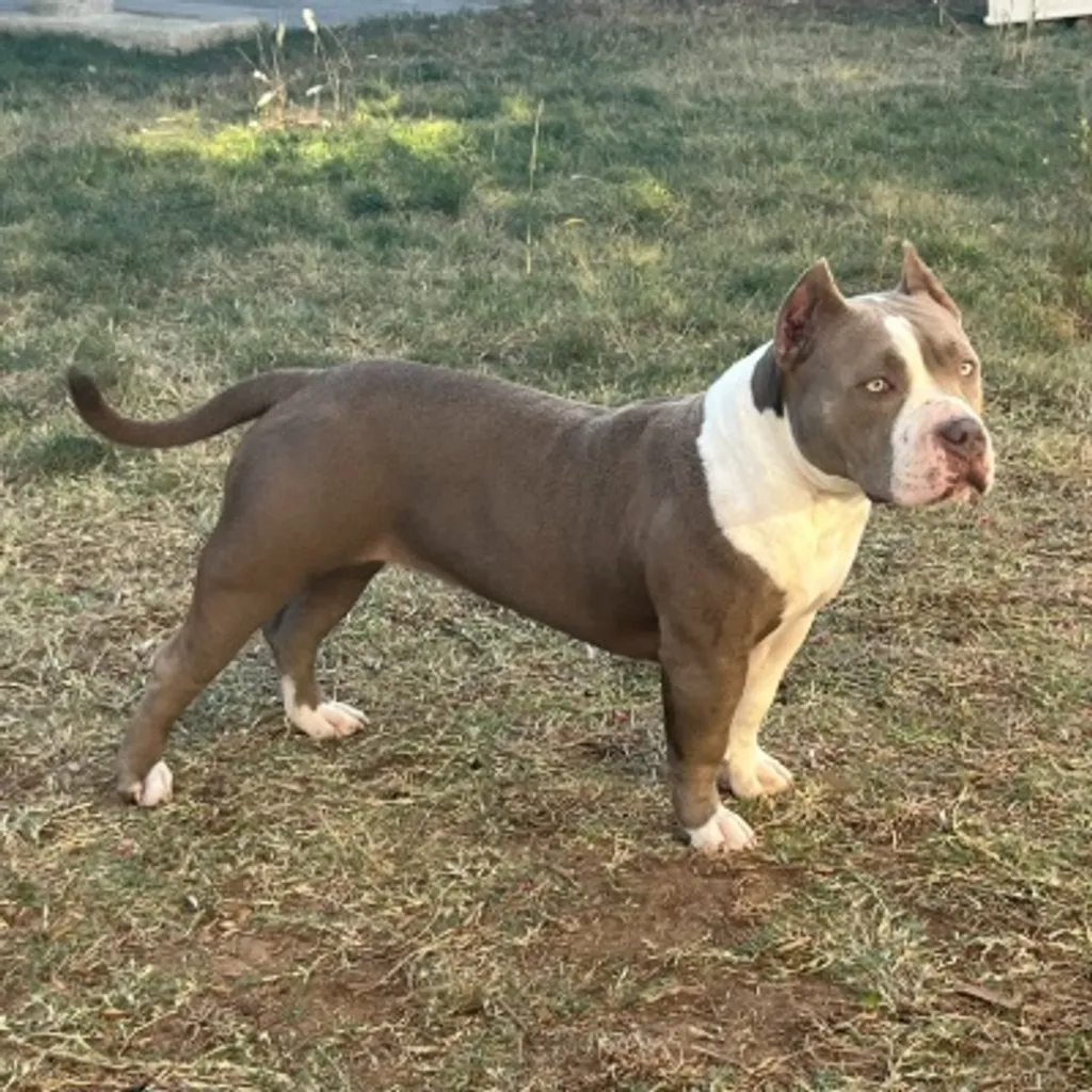 American Bully