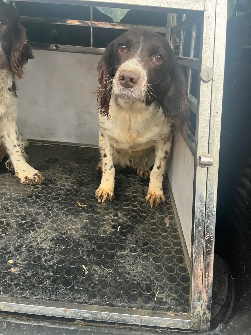 Nugget du Parc de Beauregard
