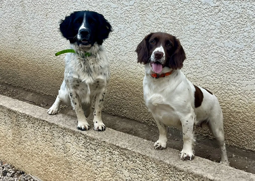 Portée Rambo & Usca