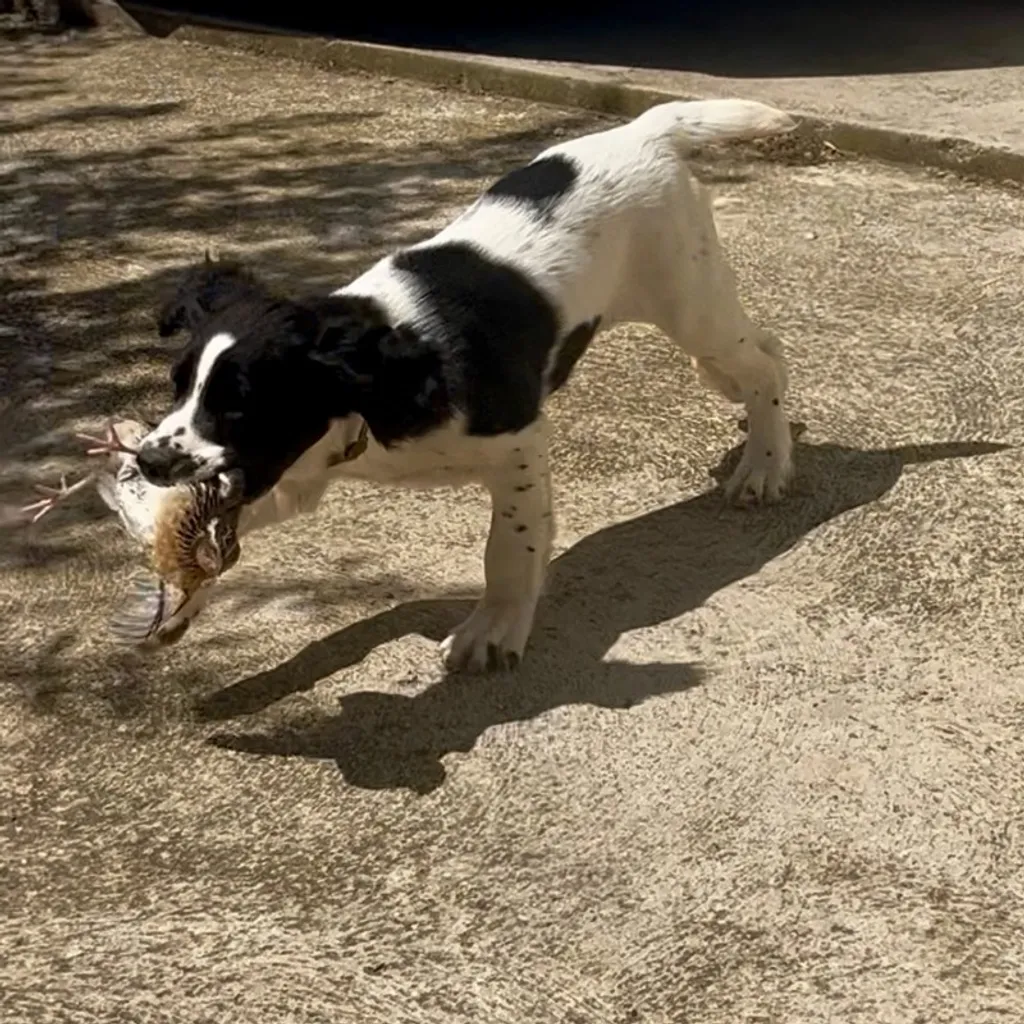 chiot springer anglais à l'entrainement à 3 mois