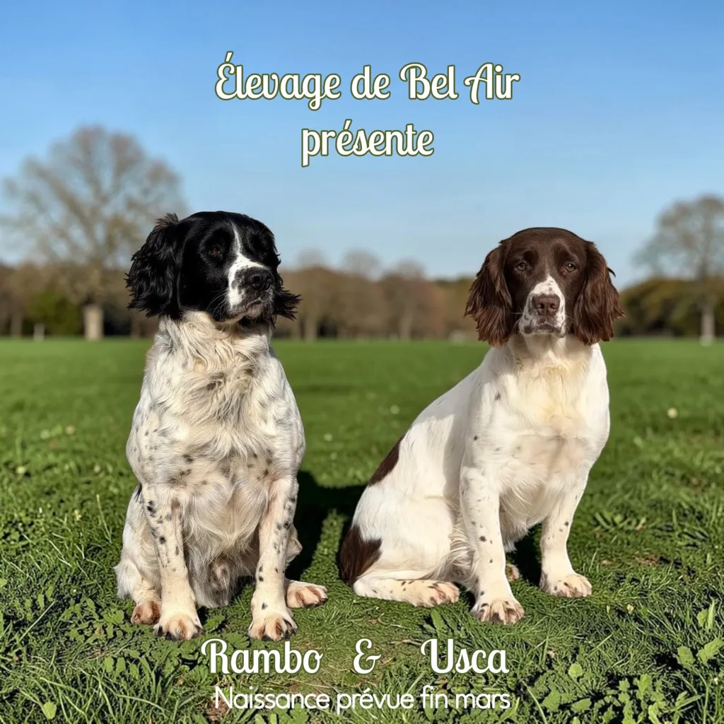 Portée Rambo & Usca